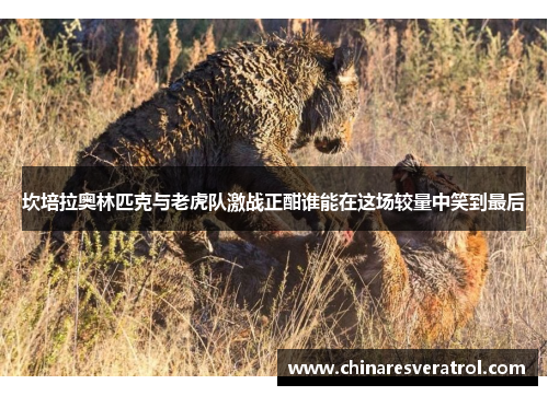 坎培拉奥林匹克与老虎队激战正酣谁能在这场较量中笑到最后